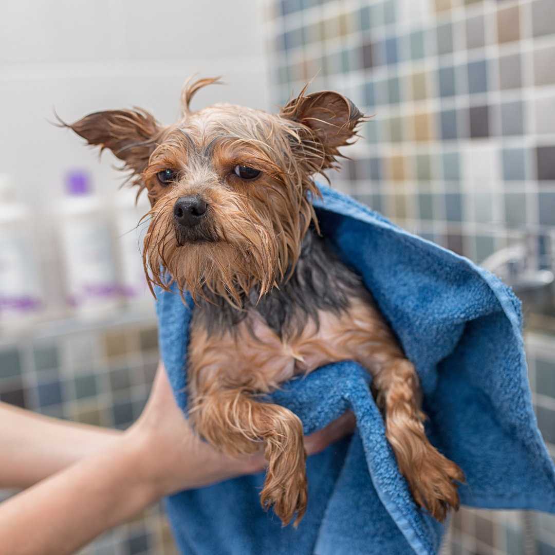 The Science of Pet Grooming: Understanding Your Furry Friend's Coat