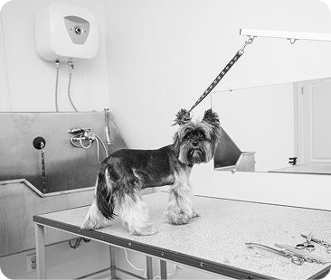 Not All Grooming Gear Is Built Equal