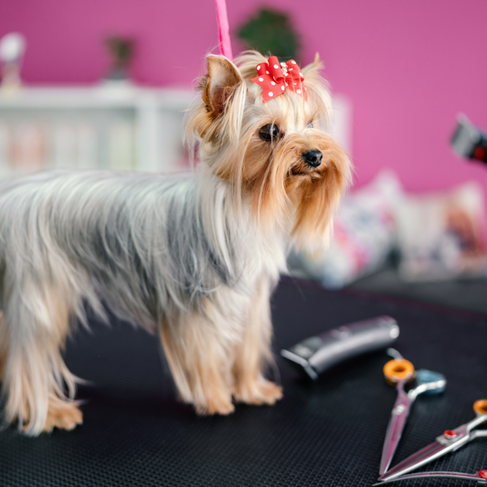 Grooming Yorkshire Terrier