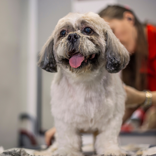 Dog Grooming Tips for Winter, Spring, Summer & Fall