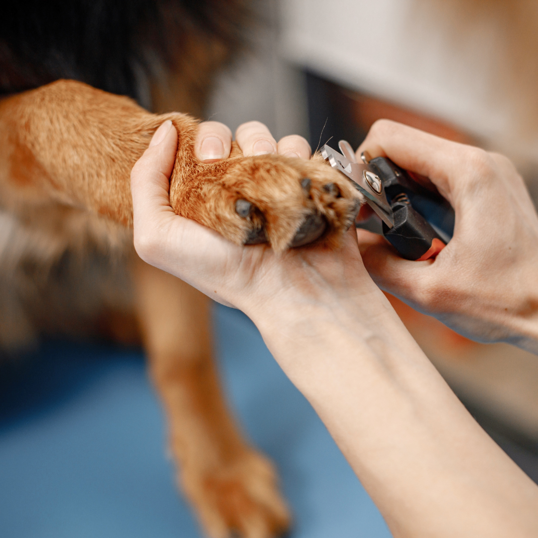 Pet Spa Essentials: Products for Luxury Grooming