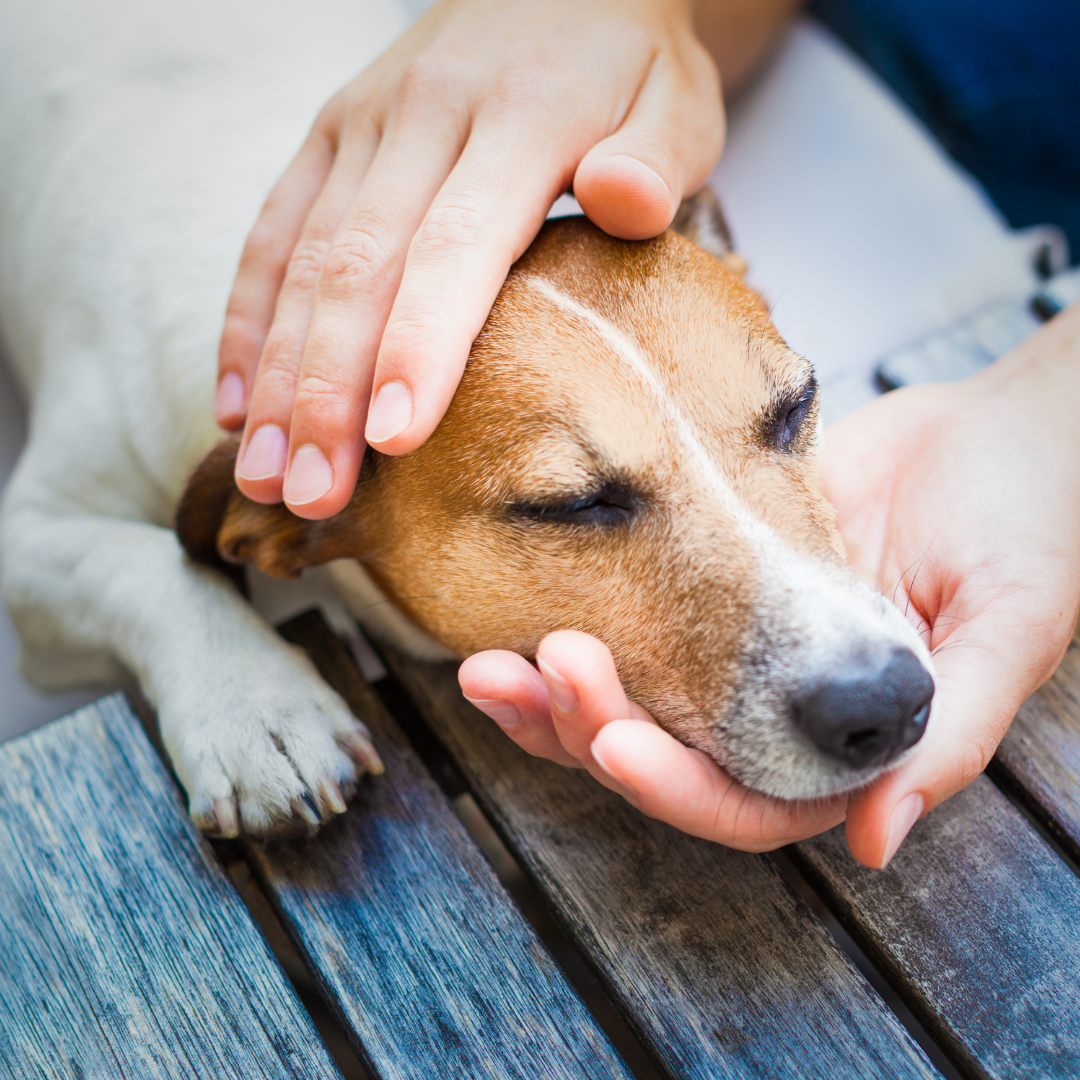 Pet Grooming Safety: Tips for First-Time Pet Owners