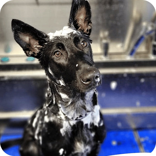 Fear-Free Preferred Product