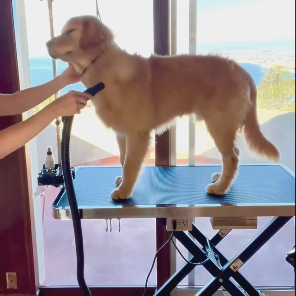 KANIS Professional Electric Dog Grooming Table